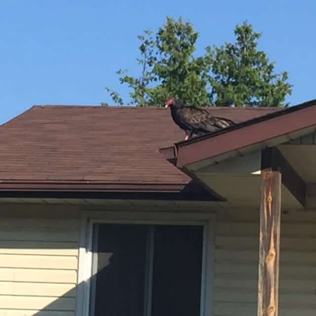 A turkey vulture sits on the corner of a roof