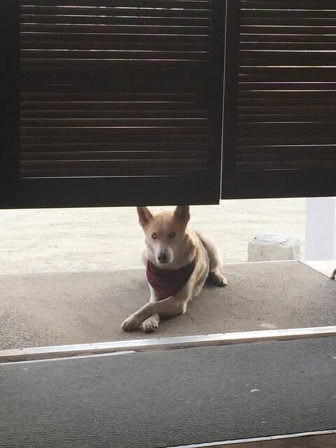 A dog is laying outside on the ground, seen from under saloon doors